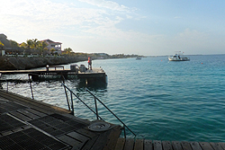 Buddy Dive reef