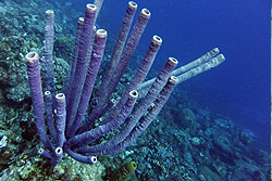 coral