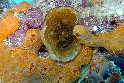 coral
