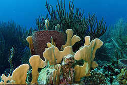 coral