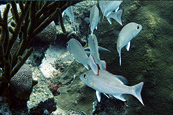 fish
