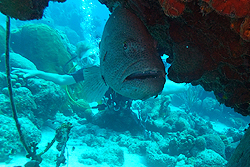black grouper