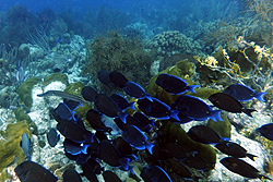 blue tang