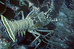 lobster