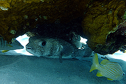 puffer fish