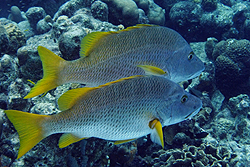 Bonaire photos