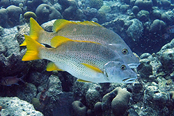 schoolmaster fish