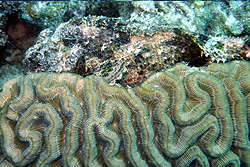 scorpion fish