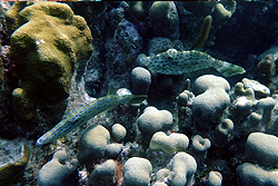 scrawled filefish
