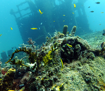 wreck diver